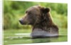 Brown Bear, Katmai National Park, Alaska by Anonymous