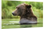 Brown Bear, Katmai National Park, Alaska by Anonymous