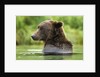 Brown Bear, Katmai National Park, Alaska by Anonymous
