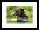 Brown Bear, Katmai National Park, Alaska by Anonymous