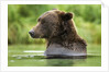 Brown Bear, Katmai National Park, Alaska by Anonymous