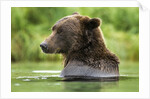 Brown Bear, Katmai National Park, Alaska by Anonymous