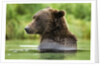 Brown Bear, Katmai National Park, Alaska by Anonymous