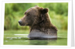 Brown Bear, Katmai National Park, Alaska by Anonymous