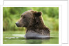 Brown Bear, Katmai National Park, Alaska by Anonymous