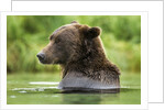 Brown Bear, Katmai National Park, Alaska by Anonymous