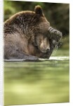 Brown Bear, Katmai National Park, Alaska by Anonymous