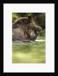 Brown Bear, Katmai National Park, Alaska by Anonymous