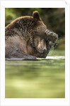 Brown Bear, Katmai National Park, Alaska by Anonymous
