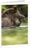 Brown Bear, Katmai National Park, Alaska by Anonymous