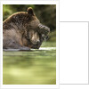 Brown Bear, Katmai National Park, Alaska by Anonymous