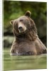 Brown Bear, Katmai National Park, Alaska by Anonymous