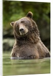 Brown Bear, Katmai National Park, Alaska by Anonymous