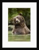 Brown Bear, Katmai National Park, Alaska by Anonymous