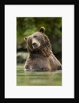 Brown Bear, Katmai National Park, Alaska by Anonymous