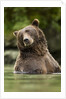 Brown Bear, Katmai National Park, Alaska by Anonymous