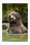 Brown Bear, Katmai National Park, Alaska by Anonymous