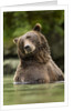 Brown Bear, Katmai National Park, Alaska by Anonymous