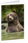 Brown Bear, Katmai National Park, Alaska by Anonymous