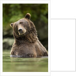 Brown Bear, Katmai National Park, Alaska by Anonymous