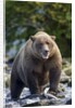 Brown Bear, Katmai National Park, Alaska by Anonymous