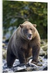 Brown Bear, Katmai National Park, Alaska by Anonymous