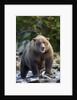 Brown Bear, Katmai National Park, Alaska by Anonymous