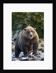 Brown Bear, Katmai National Park, Alaska by Anonymous