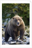 Brown Bear, Katmai National Park, Alaska by Anonymous