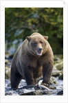 Brown Bear, Katmai National Park, Alaska by Anonymous