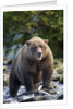 Brown Bear, Katmai National Park, Alaska by Anonymous