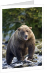 Brown Bear, Katmai National Park, Alaska by Anonymous