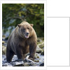 Brown Bear, Katmai National Park, Alaska by Anonymous