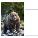 Brown Bear, Katmai National Park, Alaska by Anonymous