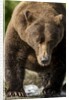 Brown Bear, Katmai National Park, Alaska by Anonymous