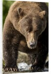 Brown Bear, Katmai National Park, Alaska by Anonymous