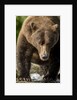 Brown Bear, Katmai National Park, Alaska by Anonymous