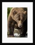 Brown Bear, Katmai National Park, Alaska by Anonymous