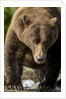 Brown Bear, Katmai National Park, Alaska by Anonymous