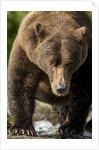 Brown Bear, Katmai National Park, Alaska by Anonymous