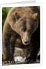 Brown Bear, Katmai National Park, Alaska by Anonymous