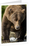 Brown Bear, Katmai National Park, Alaska by Anonymous