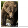 Brown Bear, Katmai National Park, Alaska by Anonymous