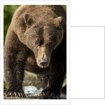 Brown Bear, Katmai National Park, Alaska by Anonymous