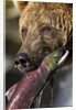 Brown Bear and Salmon, Katmai National Park, Alaska by Anonymous