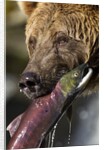 Brown Bear and Salmon, Katmai National Park, Alaska by Anonymous