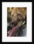 Brown Bear and Salmon, Katmai National Park, Alaska by Anonymous