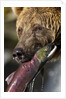 Brown Bear and Salmon, Katmai National Park, Alaska by Anonymous