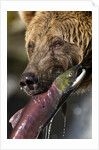 Brown Bear and Salmon, Katmai National Park, Alaska by Anonymous