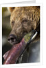 Brown Bear and Salmon, Katmai National Park, Alaska by Anonymous